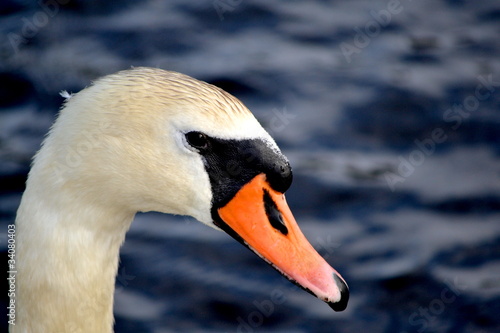 Mute Swan Headshot with an Ocean Background