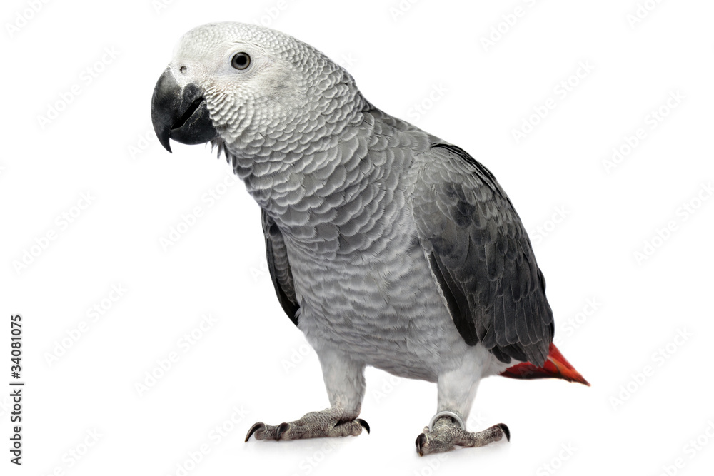 Fototapeta premium parrot isolated on white