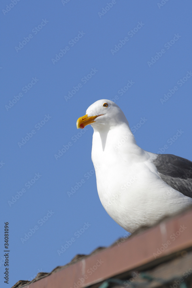 Obraz premium マリナデルレイのカモメ