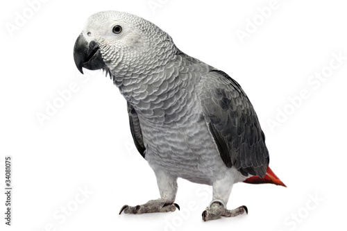 parrot isolated on white