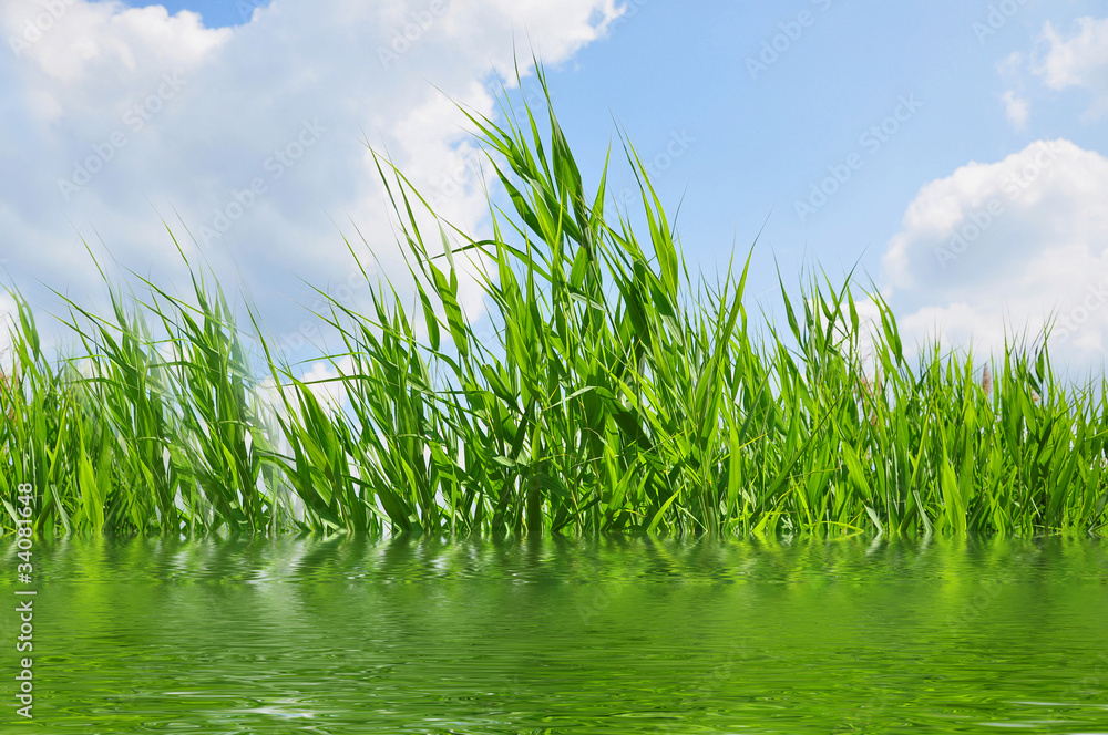 Fototapeta premium Schilfgräser im Wasser
