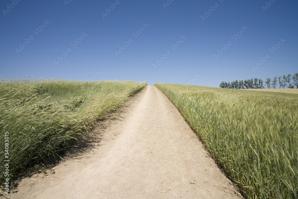 麦畑、麦の中の道