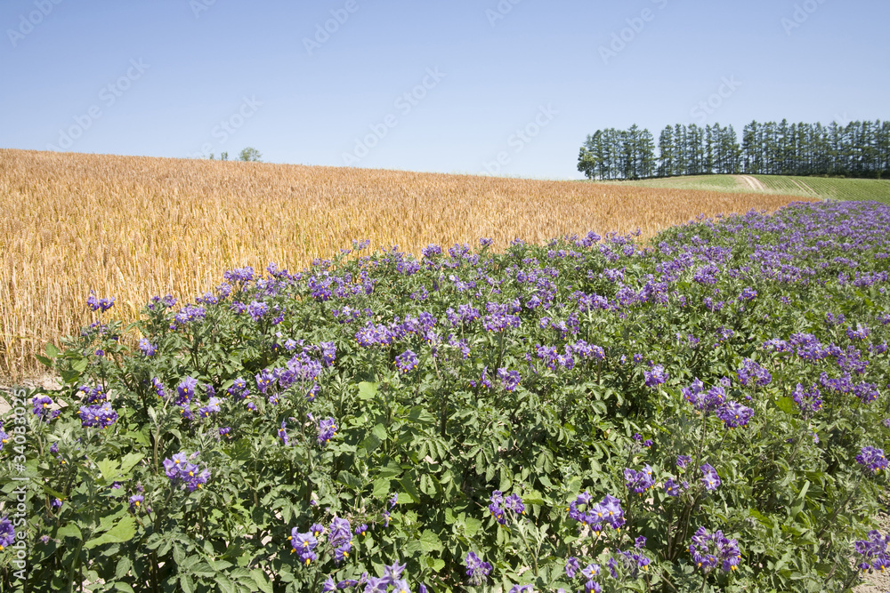 麦畑、麦とじゃがいもの花 麦畑、麦とじゃがいもの花