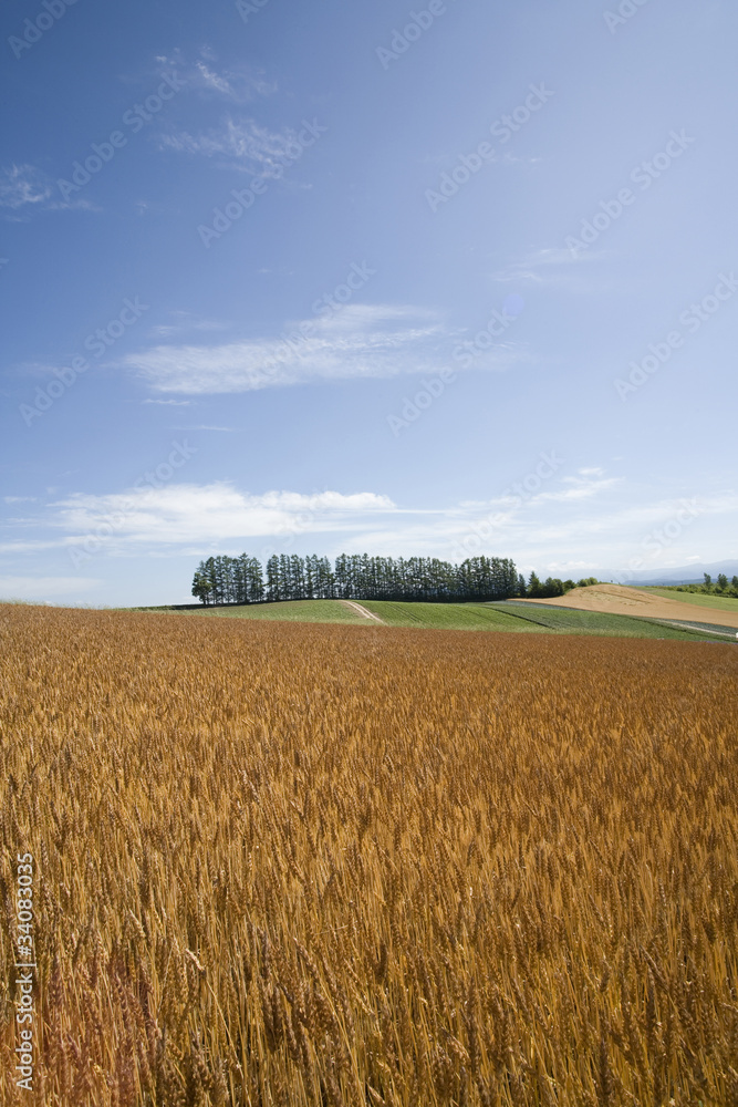赤麦畑、麦と立木