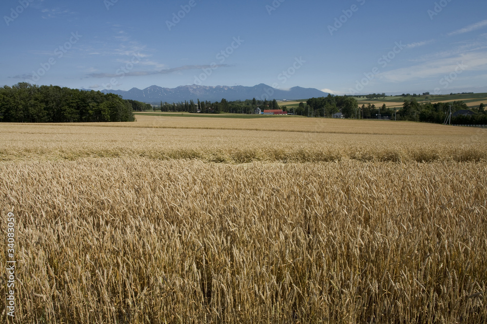 麦畑、麦と十勝連山