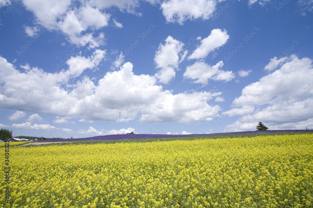 菜の花と雲 菜の花と雲