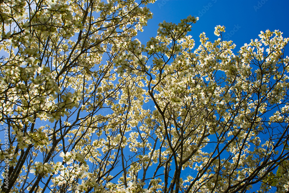 Fototapeta premium Dogwood