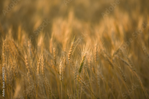 麦畑、麦の夕暮れ © paylessimages