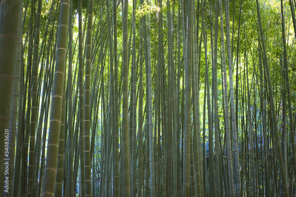 竹林 竹林