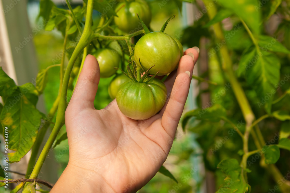 Tomatoes On The Palm Tomatoes On The Palm