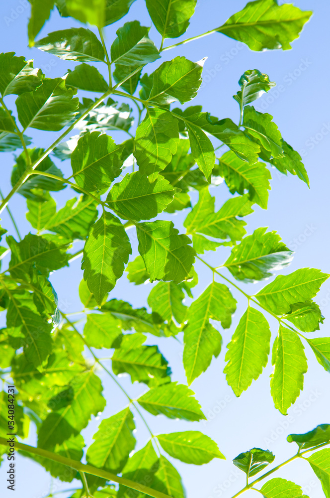 green leaf green leaf