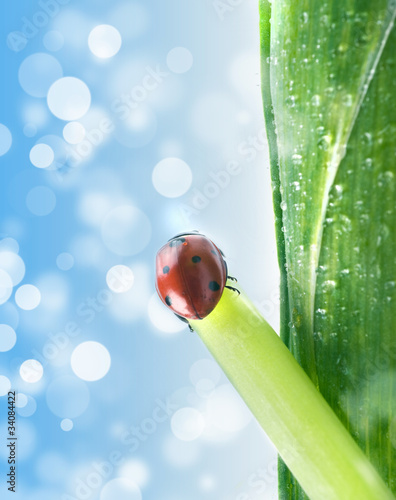 ladybug on flower