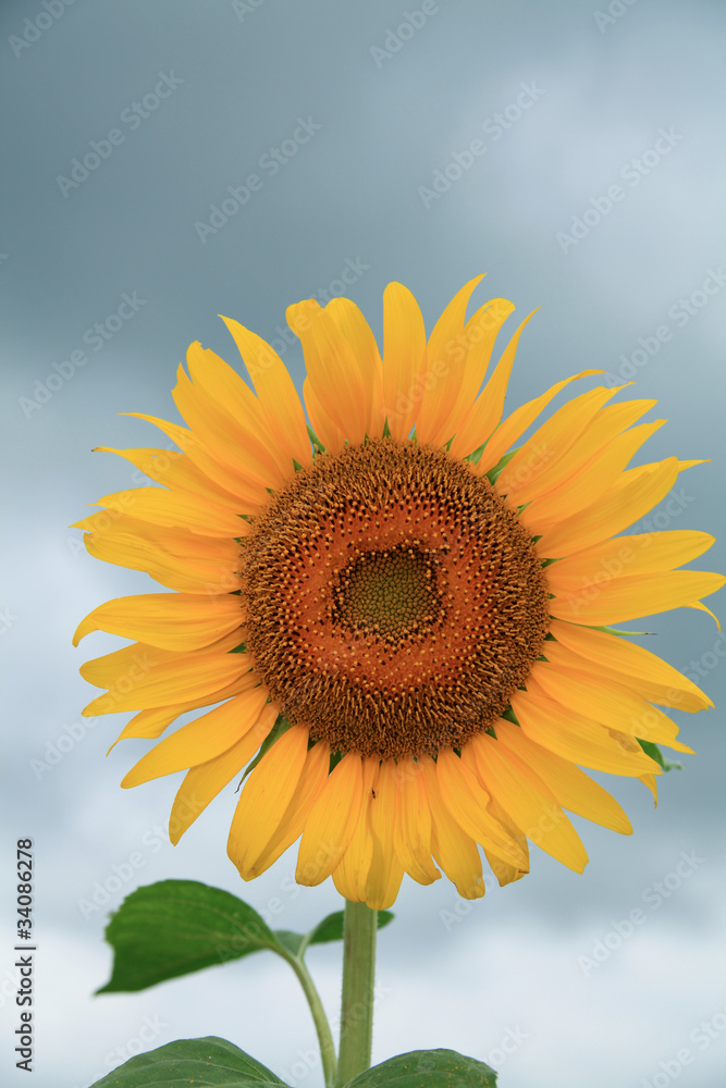 Fototapeta premium Sunflower that blooms in cloudy skies