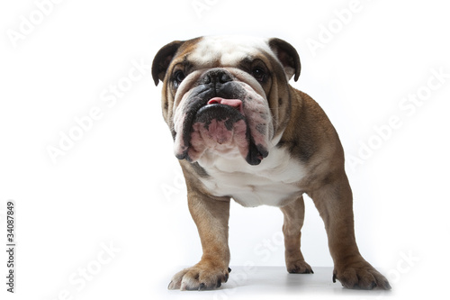 portrait de face du bulldog anglais