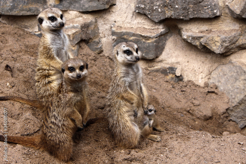 Erdmännchen-Familie mit Jungtier Erdmännchen-Familie mit Jungtier