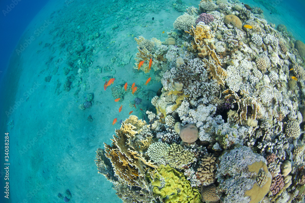 fish and corals in the sea - round view