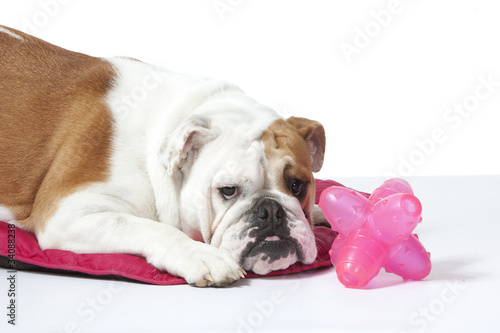 le bulldog s'ennuie avec ses jouets - sad bulldog