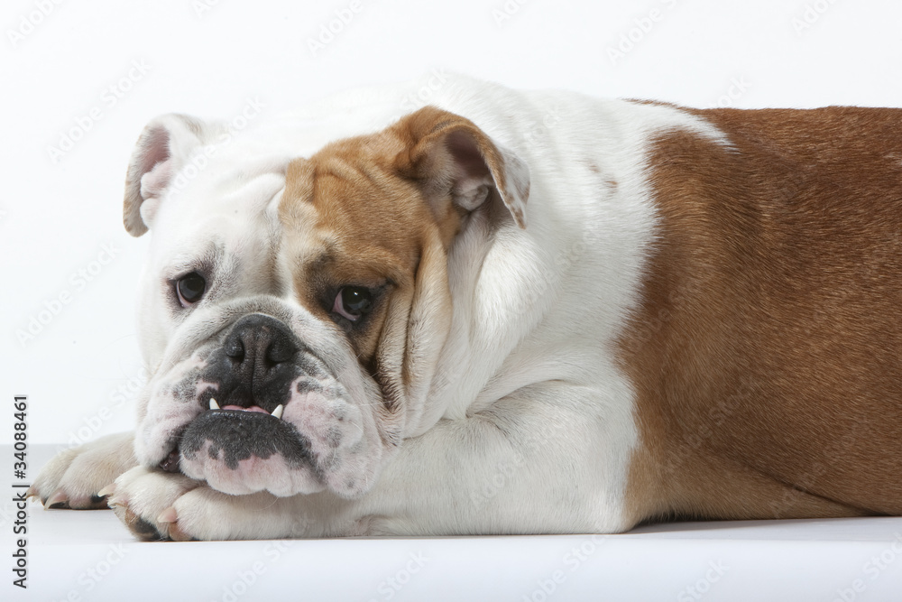 bulldog a l'air triste et bougon
