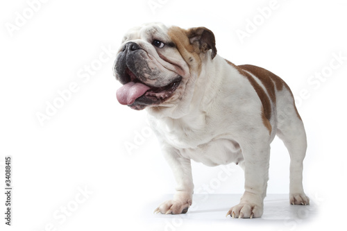 bulldog anglais debout de trois quart © CallallooAlexis