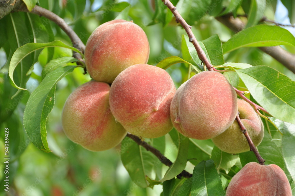 pêches , variété 'Reine des Vergers' pêches , variété 'Reine des Vergers'