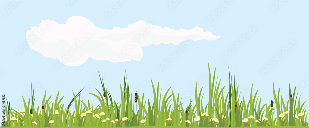 Grassy green field and blue sky