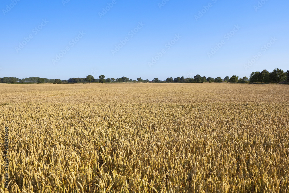 golden wheat under blue sky