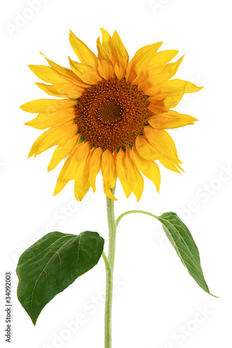 Fototapeta Naklejka Na Ścianę i Meble -  Sunflower isolated on a white background