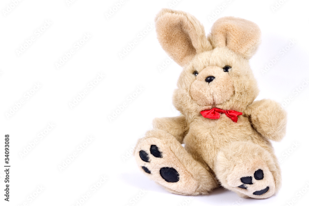 bunny bunny