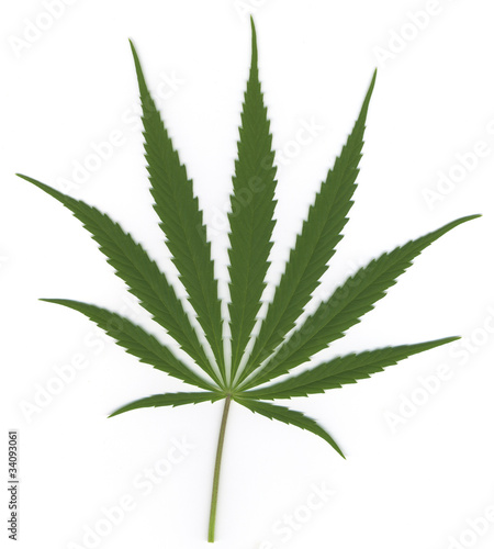 Cannabisblatt