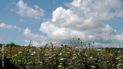 Clouds swirl over a field of blooming