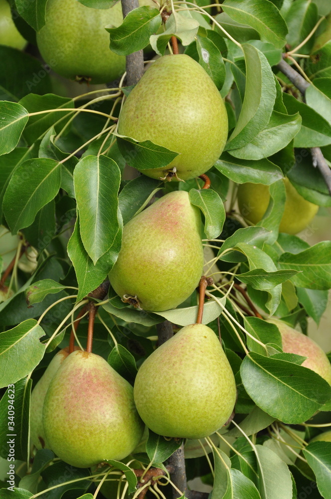 Poire d'Ange (poire Notre Dame) Poire d'Ange (poire Notre Dame)