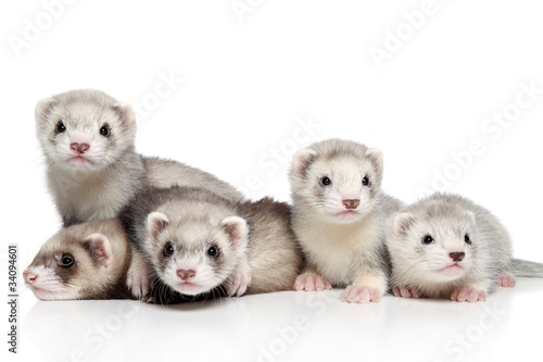 Foto Ferret puppies on a white background