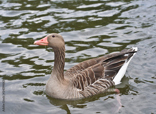duck on a pond-1