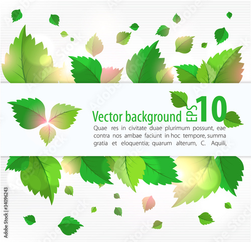 fresh green background with leaves