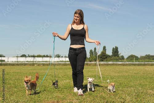 promenade de chihuahuas photo