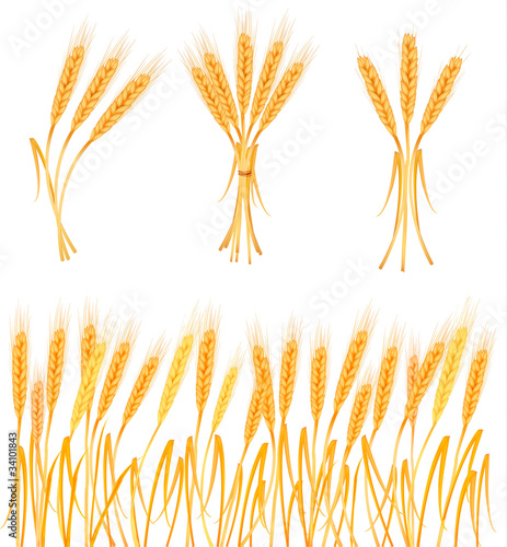 Ripe yellow wheat ears, agricultural vector illustration