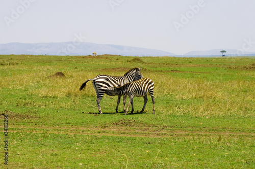 Zebra feeds calf