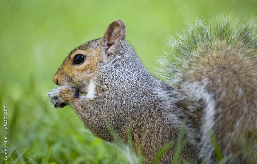 Eating squirrel