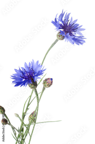 Beautiful blue cornflower