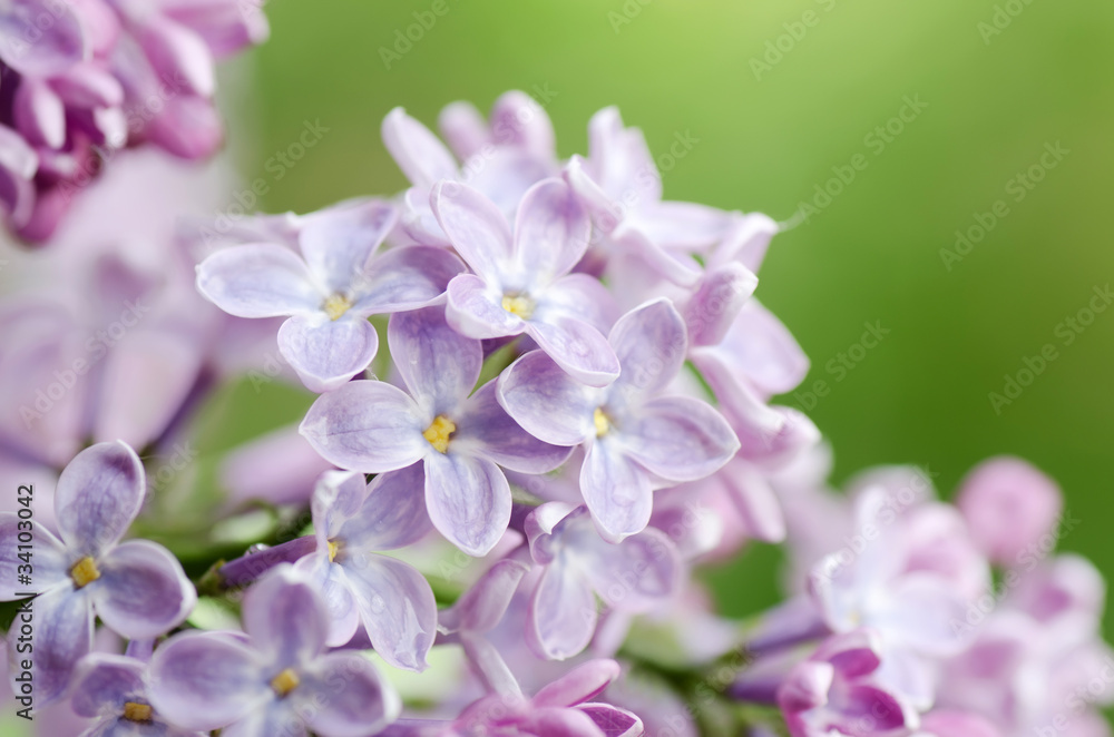 Beautiful lilac Beautiful lilac