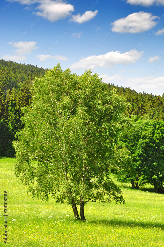 Spring landscape in the national park Sumava - Czech Republic Spring landscape in the national park Sumava - Czech Republic