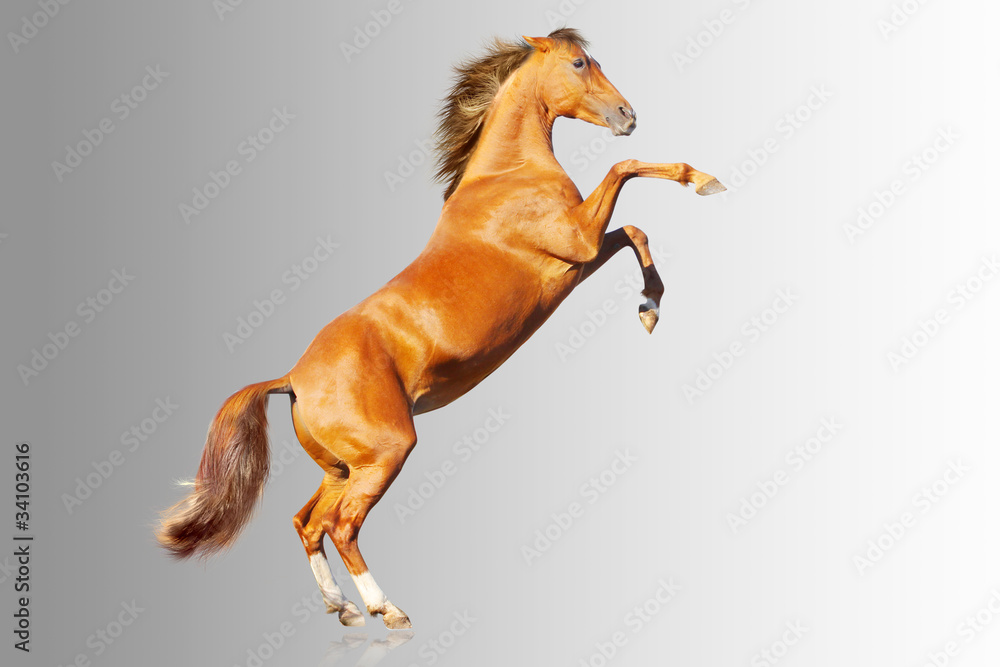 Fototapeta premium horse on gray