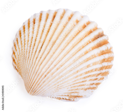 Shell isolated on the white background