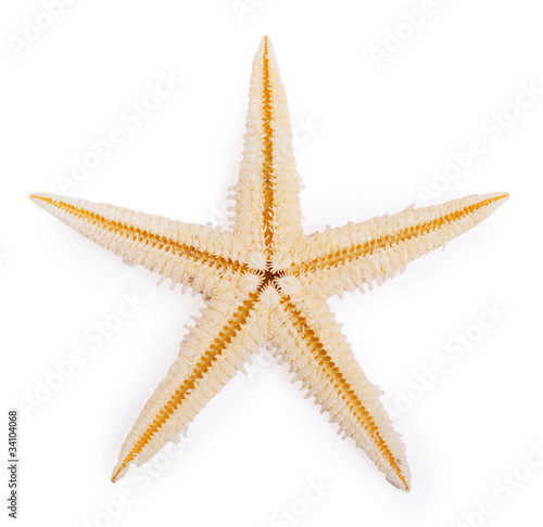 Starfish isolated on white background