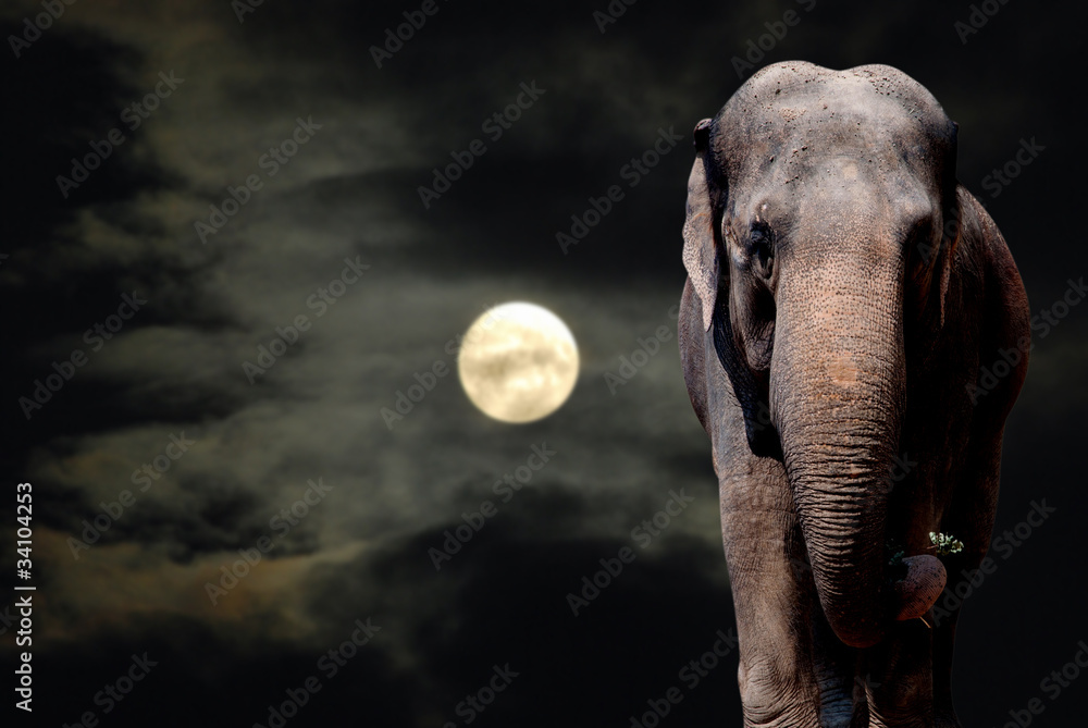 Naklejka premium Elephant in Night