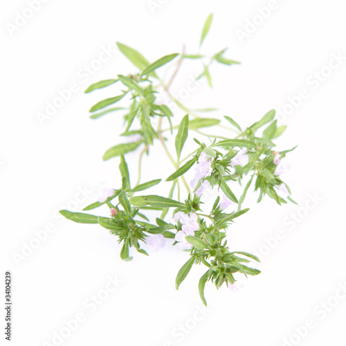 Savory blooming twig on a white background