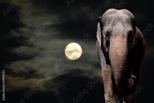 Elephant in Night