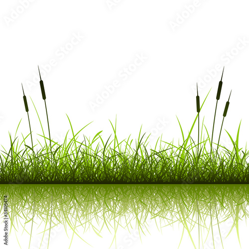 Grass and Reeds with Reflection in Water