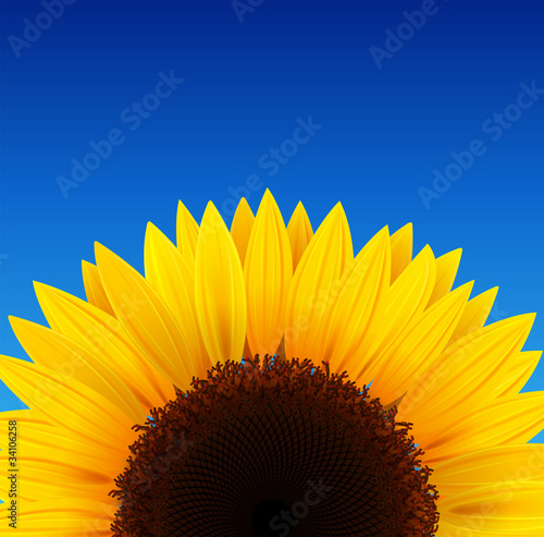 Sunflower background