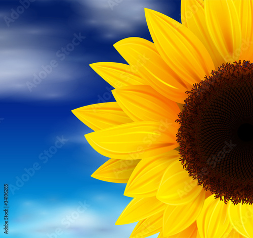 Summer background with sunflower and sky.